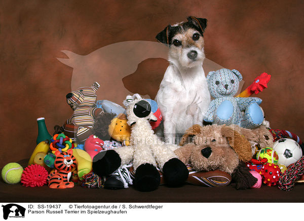 Parson Russell Terrier im Spielzeughaufen / Parson Russell Terrier with toys / SS-19437