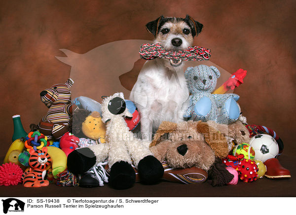 Parson Russell Terrier im Spielzeughaufen / Parson Russell Terrier with toys / SS-19438