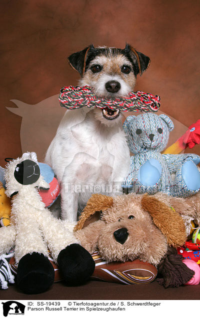Parson Russell Terrier im Spielzeughaufen / Parson Russell Terrier with toys / SS-19439