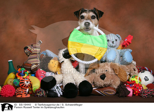 Parson Russell Terrier im Spielzeughaufen / Parson Russell Terrier with toys / SS-19440