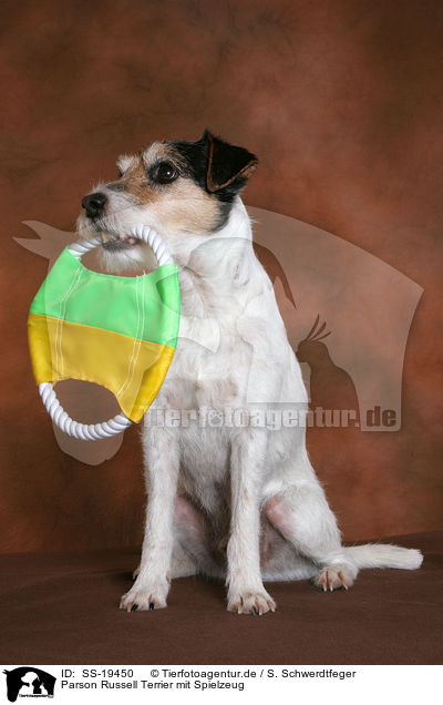 Parson Russell Terrier mit Spielzeug / SS-19450