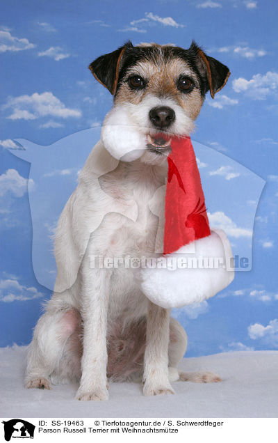 Parson Russell Terrier mit Weihnachtsmtze / fetching Parson Russell Terrier / SS-19463