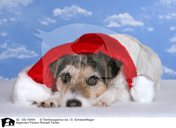 liegender Parson Russell Terrier / lying Parson Russell Terrier / SS-19464