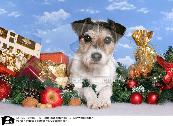 Parson Russell Terrier mit Geschenken / Parson Russell Terrier with gifts / SS-19466