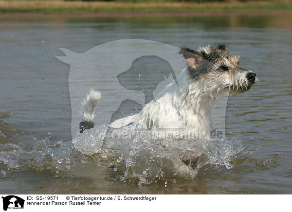 rennender Parson Russell Terrier / running Parson Russell Terrier / SS-19571