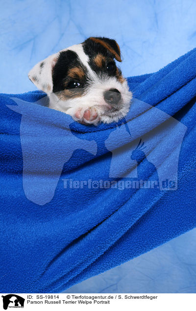 Parson Russell Terrier Welpe / Parson Russell Terrier Puppy / SS-19814