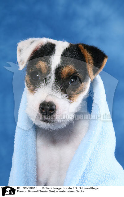 Parson Russell Terrier Welpe / Parson Russell Terrier Puppy / SS-19818