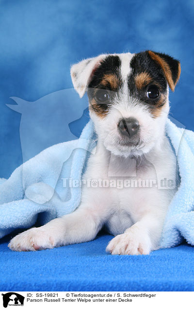 Parson Russell Terrier Welpe / Parson Russell Terrier Puppy / SS-19821