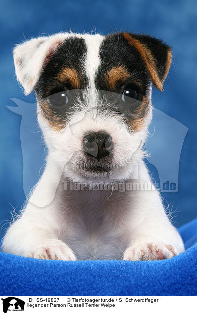 Parson Russell Terrier Welpe / Parson Russell Terrier Puppy / SS-19827