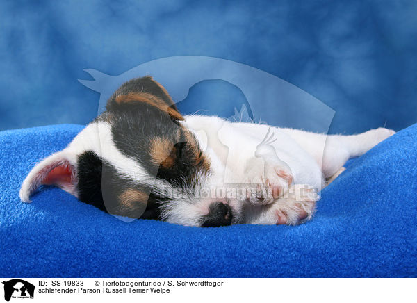 Parson Russell Terrier Welpe / Parson Russell Terrier Puppy / SS-19833