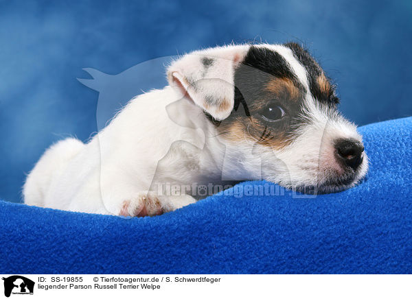 Parson Russell Terrier Welpe / Parson Russell Terrier Puppy / SS-19855