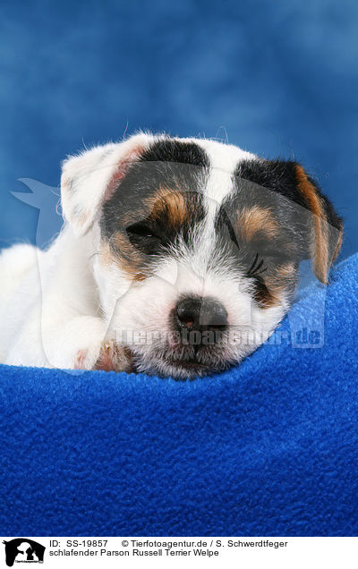 Parson Russell Terrier Welpe / Parson Russell Terrier Puppy / SS-19857