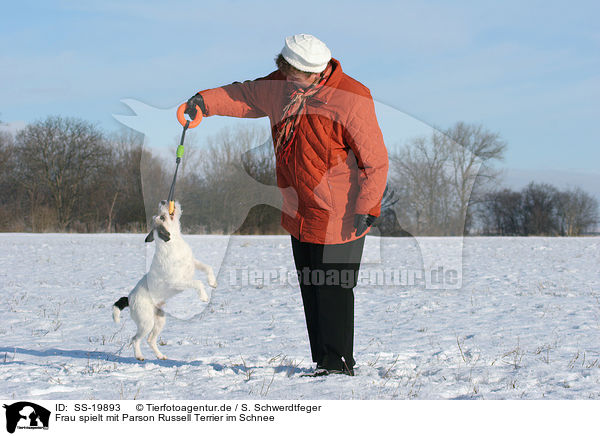 spielender Parson Russell Terrier / playing Parson Russell Terrier / SS-19893