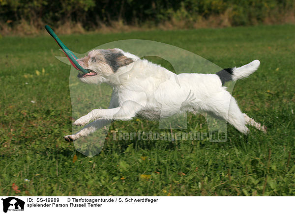 spielender Parson Russell Terrier / SS-19989