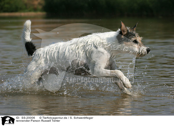 rennender Parson Russell Terrier / running Parson Russell Terrier / SS-20006
