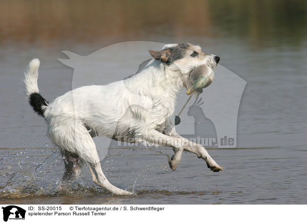spielender Parson Russell Terrier / playing Parson Russell Terrier / SS-20015