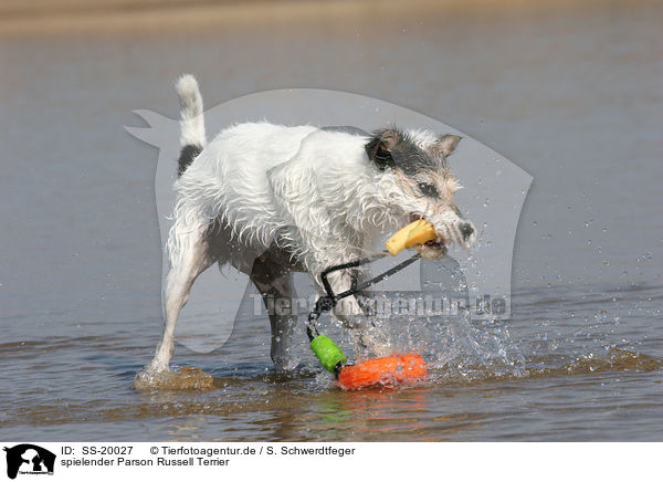 spielender Parson Russell Terrier / playing Parson Russell Terrier / SS-20027