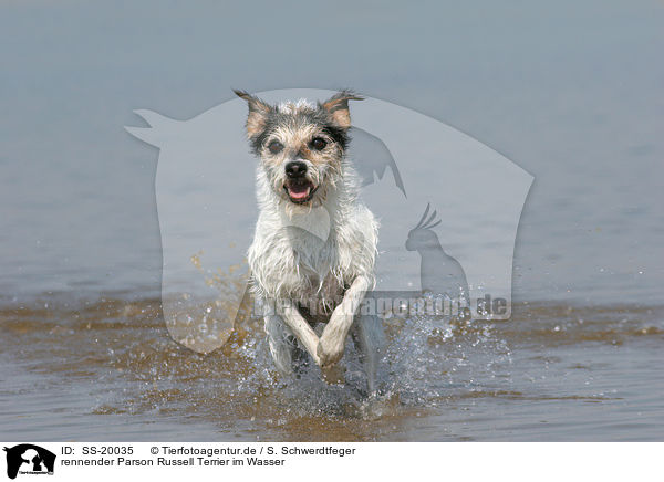 rennender Parson Russell Terrier / running Parson Russell Terrier / SS-20035