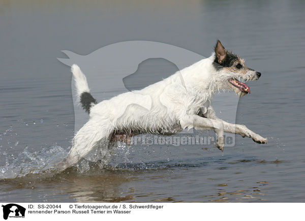 rennender Parson Russell Terrier / running Parson Russell Terrier / SS-20044