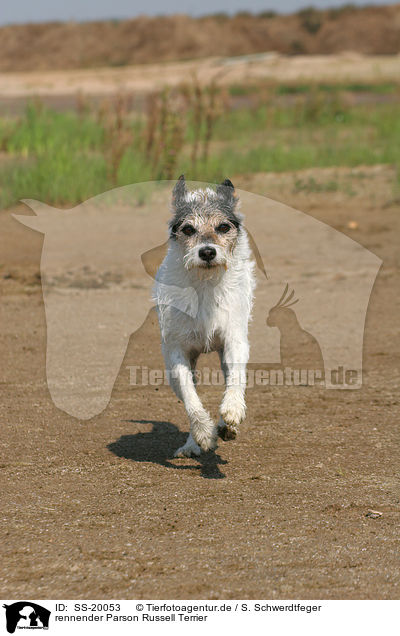 rennender Parson Russell Terrier / running Parson Russell Terrier / SS-20053