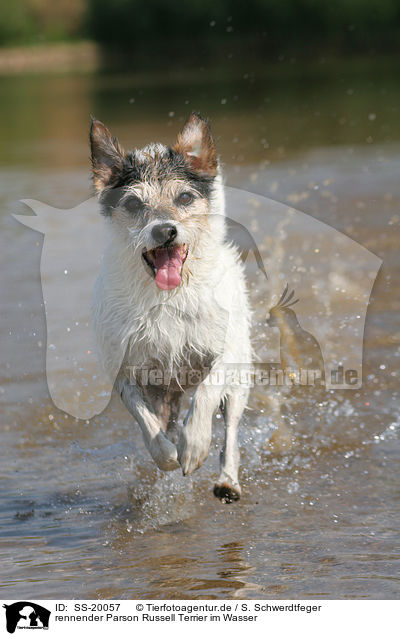 rennender Parson Russell Terrier / running Parson Russell Terrier / SS-20057