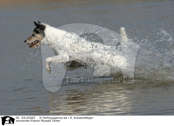 rennender Parson Russell Terrier / running Parson Russell Terrier / SS-20062