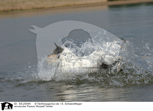 rennender Parson Russell Terrier / running Parson Russell Terrier / SS-20064