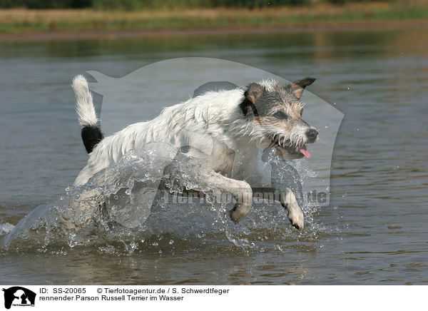 rennender Parson Russell Terrier / running Parson Russell Terrier / SS-20065