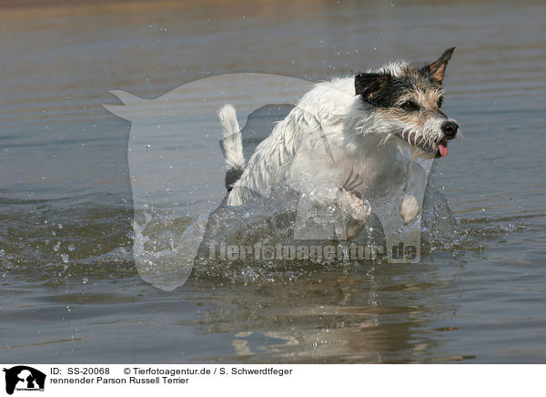 rennender Parson Russell Terrier / running Parson Russell Terrier / SS-20068