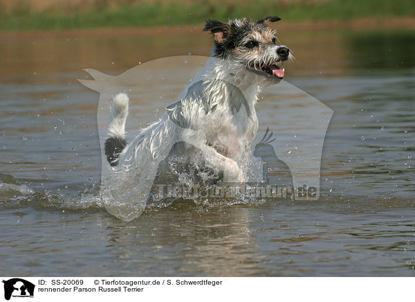 rennender Parson Russell Terrier / running Parson Russell Terrier / SS-20069