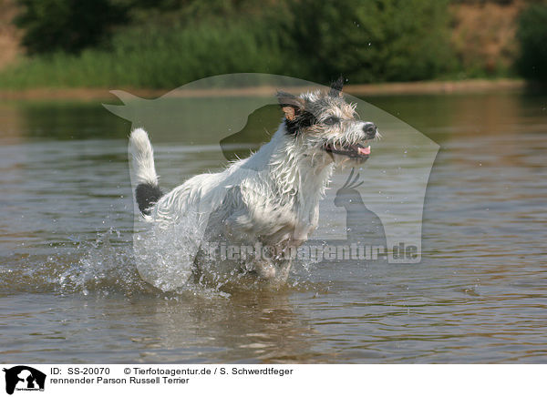 rennender Parson Russell Terrier / running Parson Russell Terrier / SS-20070