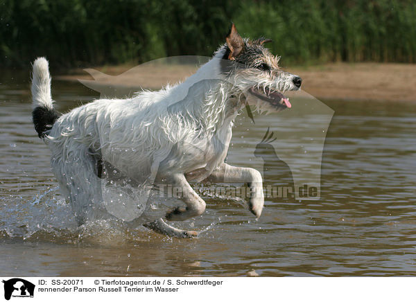 rennender Parson Russell Terrier / running Parson Russell Terrier / SS-20071