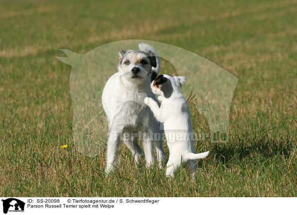 Parson Russell Terrier mit Welpe / Parson Russell Terrier with puppy / SS-20098