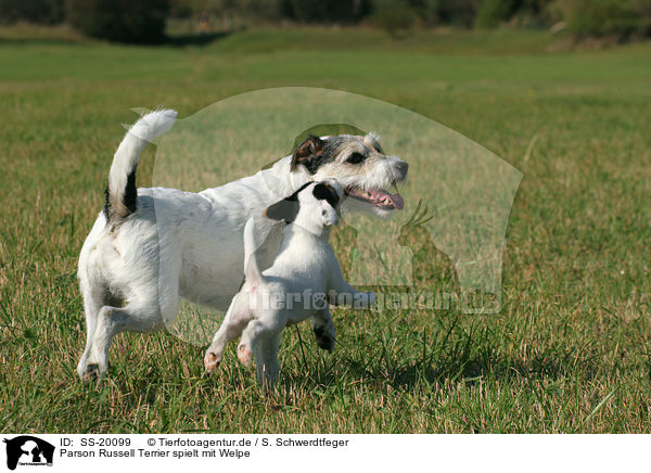 Parson Russell Terrier mit Welpe / Parson Russell Terrier with puppy / SS-20099