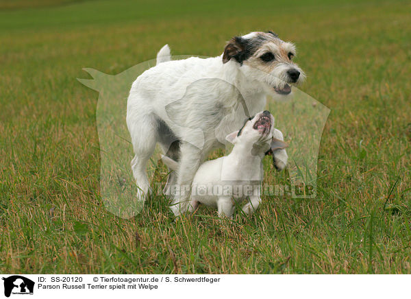 Parson Russell Terrier mit Welpe / Parson Russell Terrier with puppy / SS-20120