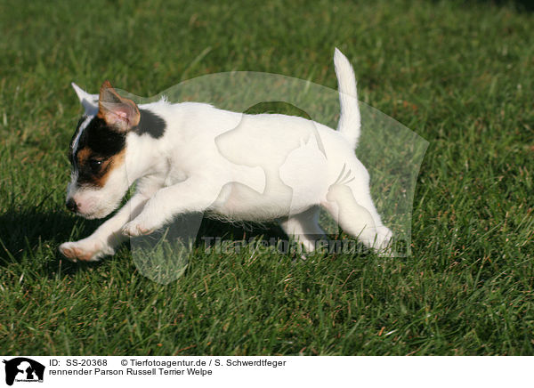 Parson Russell Terrier Welpe / Parson Russell Terrier Puppy / SS-20368