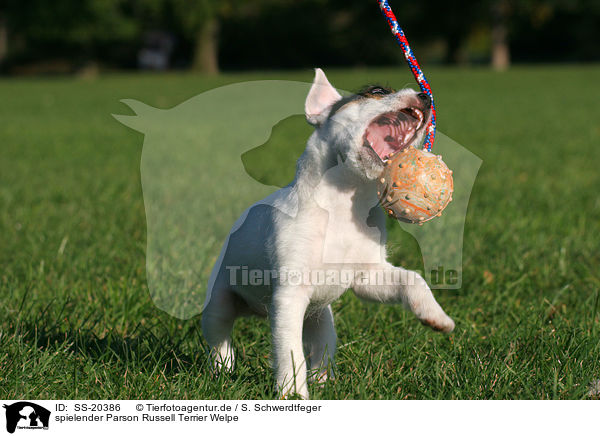 Parson Russell Terrier Welpe / Parson Russell Terrier Puppy / SS-20386