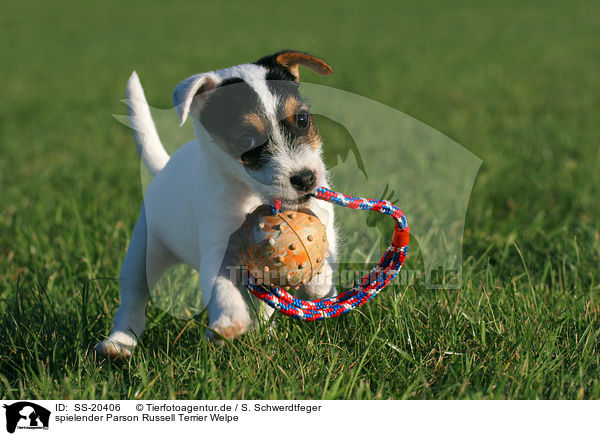 Parson Russell Terrier Welpe / Parson Russell Terrier Puppy / SS-20406