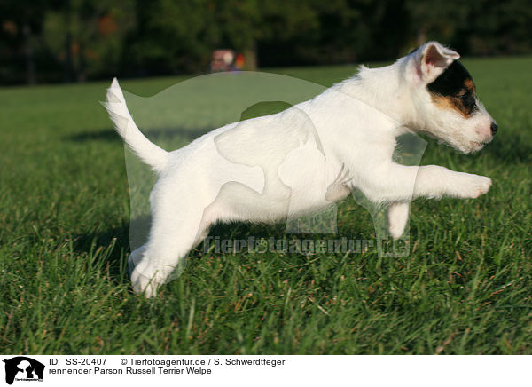 Parson Russell Terrier Welpe / Parson Russell Terrier Puppy / SS-20407