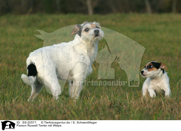 Parson Russell Terrier mit Welpe / Parson Russell Terrier with puppy / SS-20571