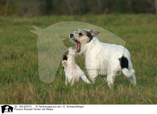 Parson Russell Terrier mit Welpe / Parson Russell Terrier with puppy / SS-20572