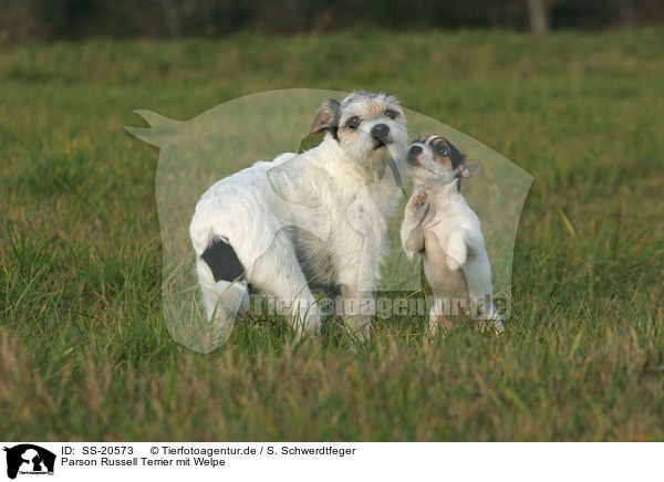 Parson Russell Terrier mit Welpe / Parson Russell Terrier with puppy / SS-20573