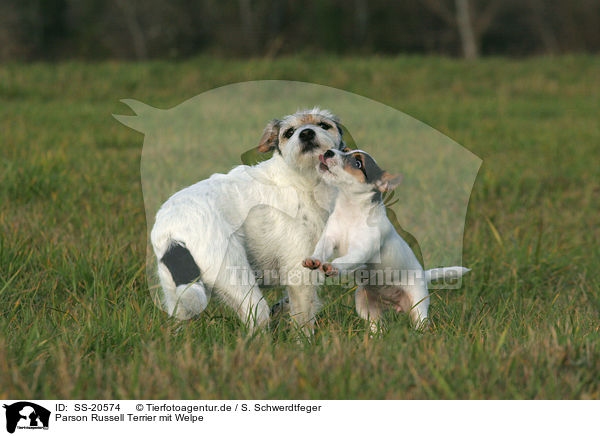 Parson Russell Terrier mit Welpe / Parson Russell Terrier with puppy / SS-20574