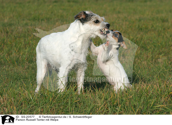Parson Russell Terrier mit Welpe / SS-20577