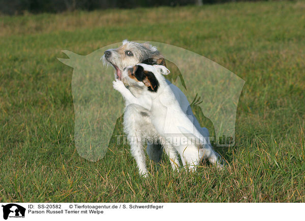 Parson Russell Terrier mit Welpe / Parson Russell Terrier with puppy / SS-20582
