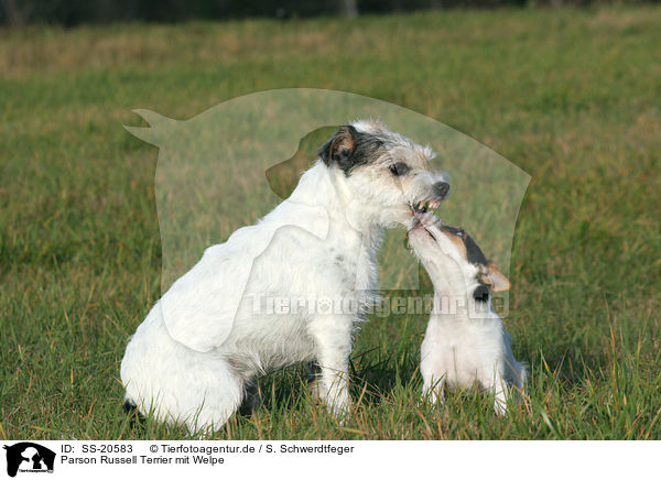 Parson Russell Terrier mit Welpe / Parson Russell Terrier with puppy / SS-20583
