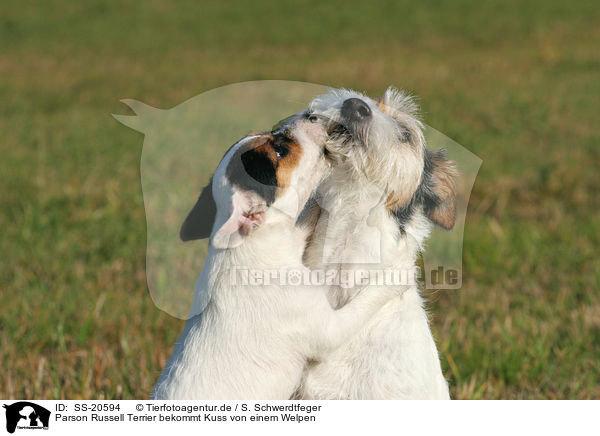 Parson Russell Terrier bekommt Kuss von einem Welpen / SS-20594