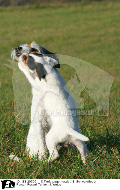 Parson Russell Terrier mit Welpe / Parson Russell Terrier with puppy / SS-20595