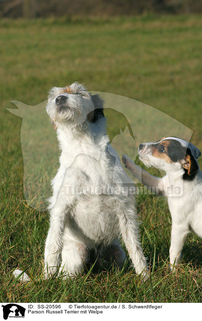 Parson Russell Terrier mit Welpe / Parson Russell Terrier with puppy / SS-20596
