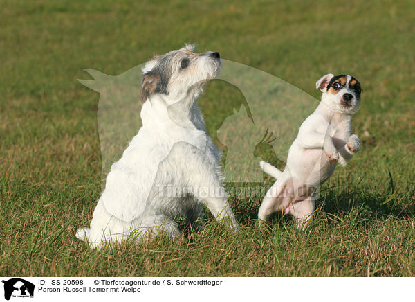 Parson Russell Terrier mit Welpe / Parson Russell Terrier with puppy / SS-20598